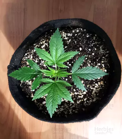 Jack Herer (Kera Seeds) Cannabis-Samen