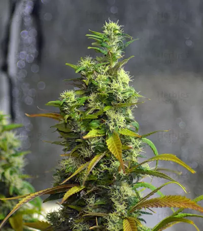 LA Confidential (DNA Genetics) Cannabis-Samen
