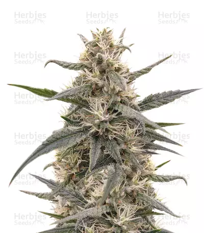 Malawi x Panama Regular (Ace Seeds) Cannabis-Samen