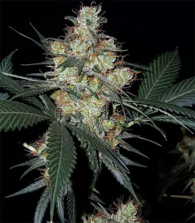 Nepal Jam regular (Ace Seeds) Cannabis-Samen