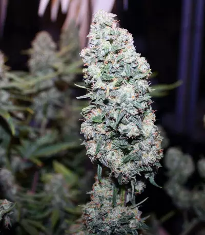 Northern Cheese Haze Auto (Mephisto Genetics) Cannabis-Samen