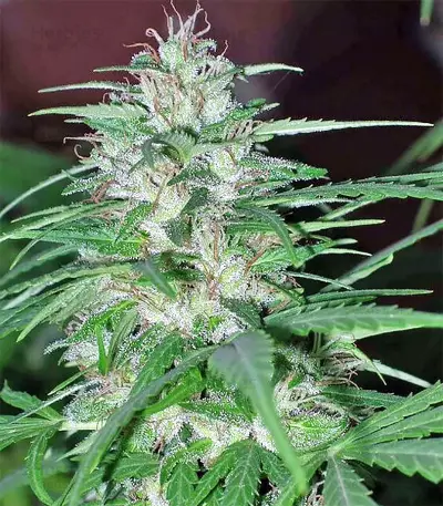 Panama regular (Ace Seeds) Cannabis-Samen