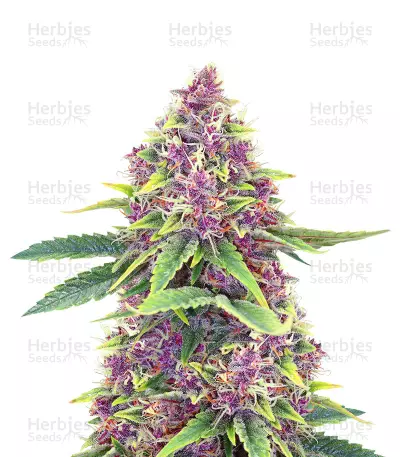 Shiva Blue regular (Xtreme Seeds) Cannabis-Samen
