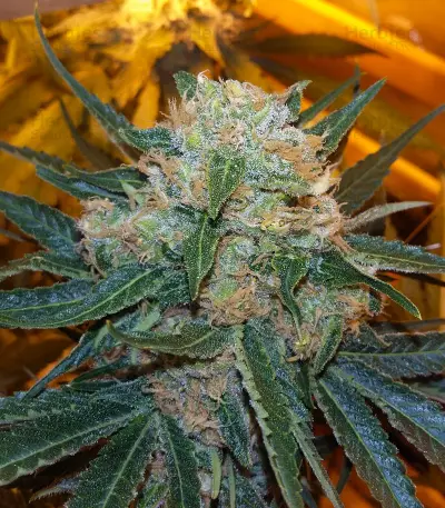 Skunk #1 (Sensi Seeds) Cannabis-Samen