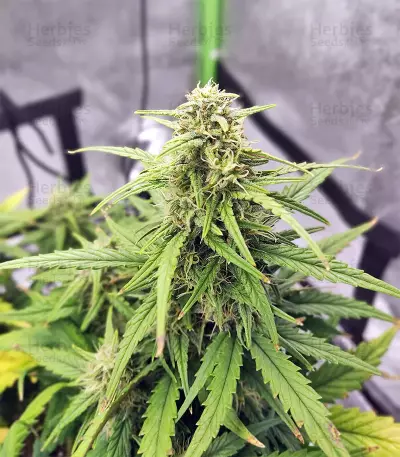 Strawberry Gum (Advanced Seeds) Cannabis-Samen