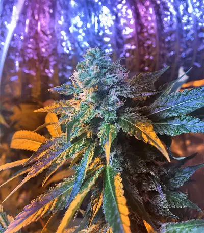 Wedding Cake (Big Head Seeds) Cannabis-Samen