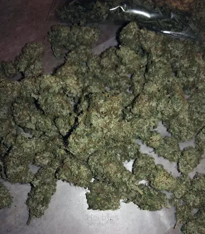 Wedding Gelato (RQS) Cannabis-Samen