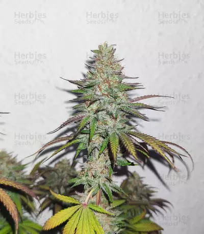 Afghan Kush Regular (World of Seeds) Cannabis-Samen