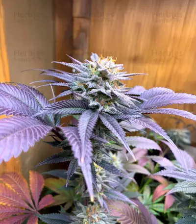 Alien Moonrocks feminisierte Samen (Original Sensible Seeds)