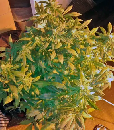 Big Bang (GHS) Cannabis-Samen