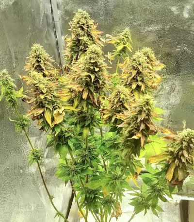 Blue Pyramid (Pyramid Seeds) Cannabis-Samen