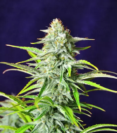 Bruce Banner #3 Auto-Samen (Herbies Seeds)