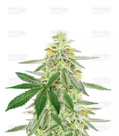 Different GG#4 feminisierte Samen (AlphaFem Seeds)