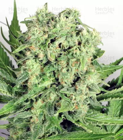 Dutch Cheese (Dutch Passion) Cannabis-Samen