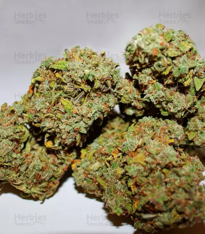 Fast & Vast Auto (Heavyweight Seeds) Cannabis-Samen