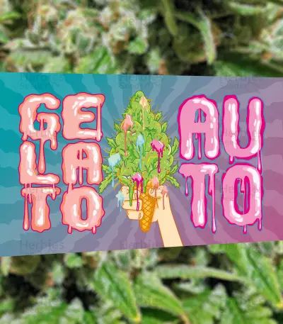 Gelato Auto strain
