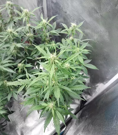 Glueberry (Expert Seeds) Cannabis-Samen