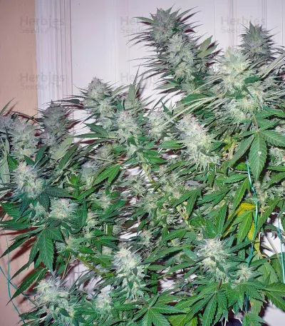 Great White Shark (GHS) Cannabis-Samen