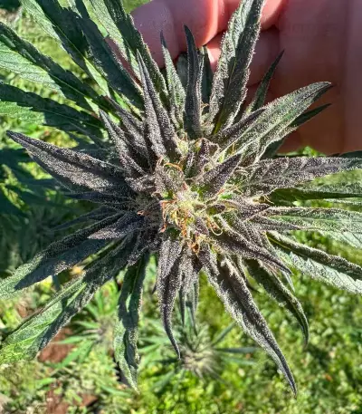 Keepers OG Autoflower feminisierte Samen (Seedkeepers)