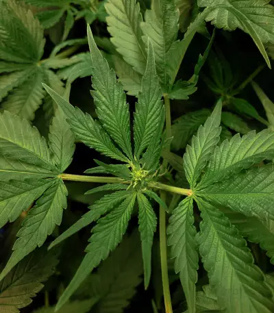 Orange Sherbert (Barney's Farm) Cannabis-Samen