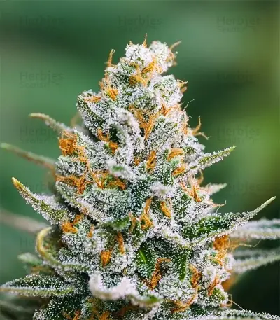 Amnesia Haze XL (Zambeza Seeds) Cannabis-Samen