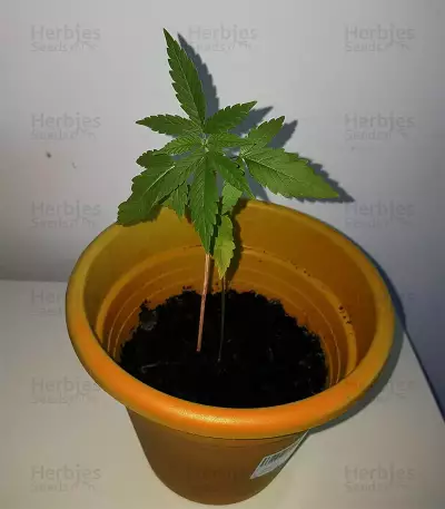 Amnesia Mac Ganja (Kera Seeds) Cannabis-Samen