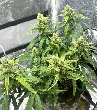 Banana Jealousy Auto RF3 (Ethos Genetics)