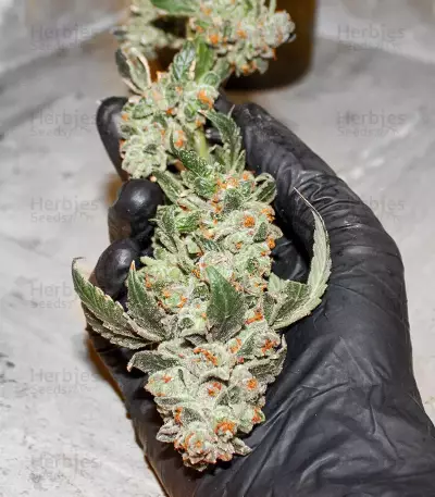 Blue Gelato 41 feminisierte Samen