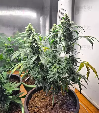 Bubble Gummy Auto feminisierte Samen (Ethos Genetics)