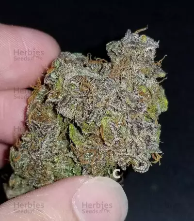 Cream Cookies Auto (Fast Buds) Cannabis-Samen