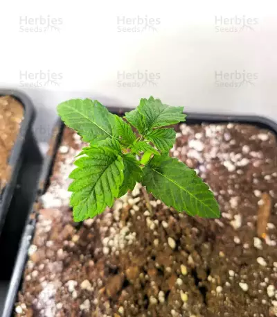 Donutz feminisierte Samen (Humboldt Seed Company)