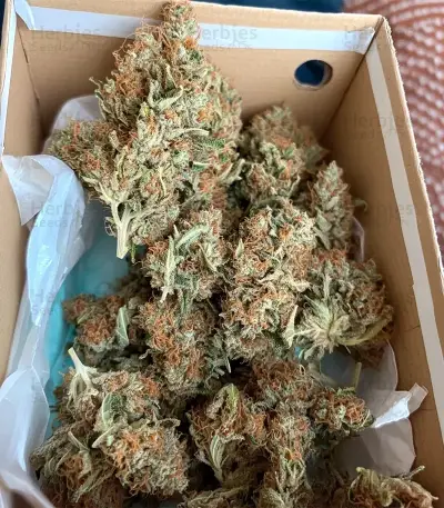 Gelato #33 Fast (Advanced Seeds)