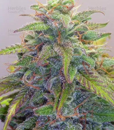 GG#4 Original Glue Auto (Auto Seeds) Cannabis-Samen