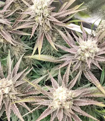 Grandaddy Purple (Big Head Seeds) Cannabis-Samen