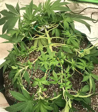 Grandmommy Purple feminisierte Samen (Herbies Seeds)