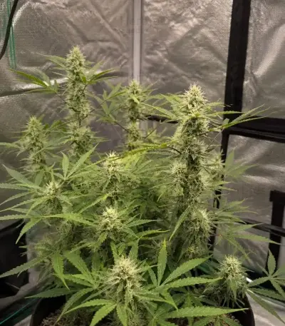 Green Gelato Automatic (RQS) Cannabis-Samen