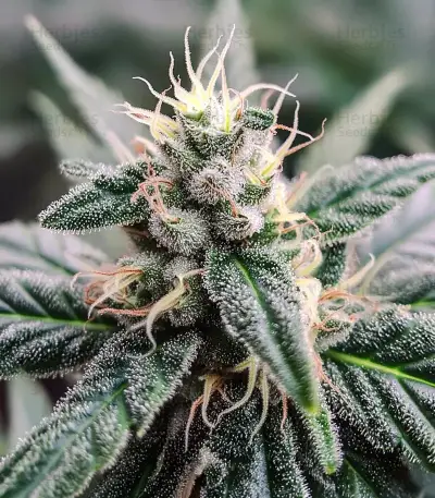 Lemon Cherry Gelato (Barney's Farm)