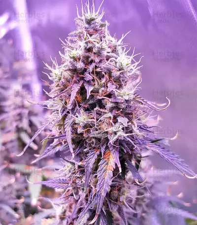 Mozzarella (G13 Labs) Cannabis-Samen