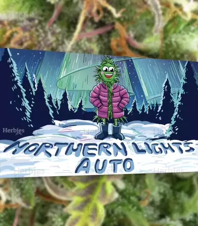 Northern Lights Auto feminisierte Samen (Herbies Seeds)