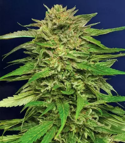 Pineapple Muffin Autoflower feminisierte Samen (Humboldt Seed Company)