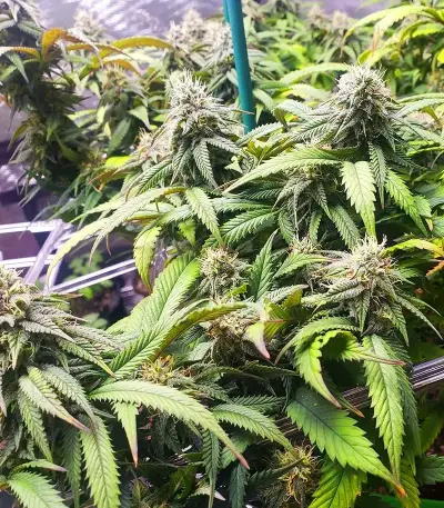 Section 781 Autoflowering (Blimburn x Herbies)