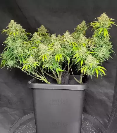 Sour Bubbly Auto feminisierte Samen (Mephisto Genetics)