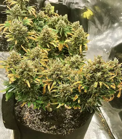 Strawberry Pie Auto Samen feminisiert (Fast Buds)