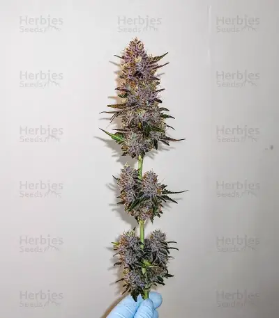 Super Boof feminisierte Samen (Barney's Farm)