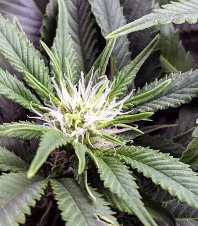 THC Bomb (Bomb Seeds) Cannabis-Samen