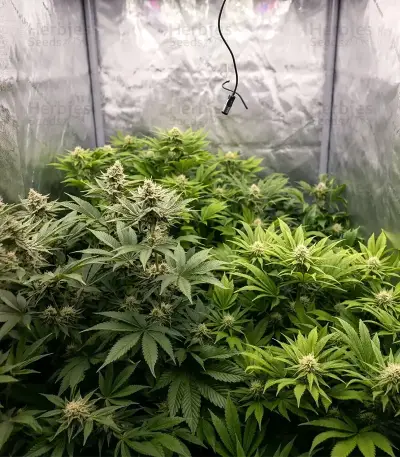 Tropicana Cherry (Barney's Farm)