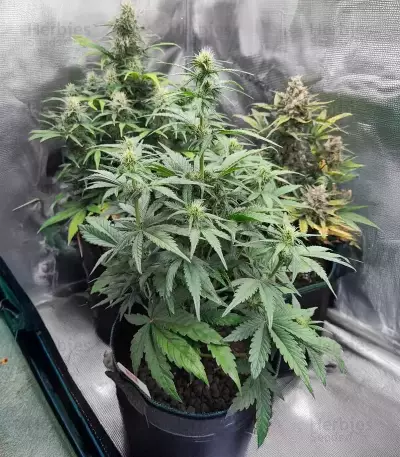 White Widow x White Fire OG Autoflower feminisierte Samen (Seedkeepers)
