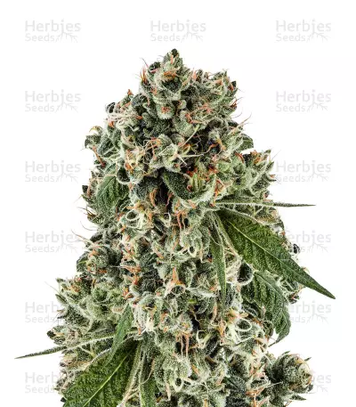 Tahoe Cure (Pyramid Seeds) Cannabis-Samen