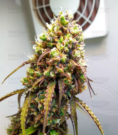 West Coast O.G. Auto (Fast Buds) Cannabis-Samen
