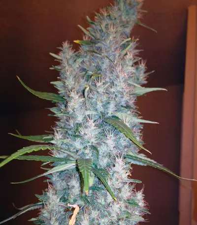 Purple Paralysis (Cream of the Crop Seeds) Cannabis-Samen